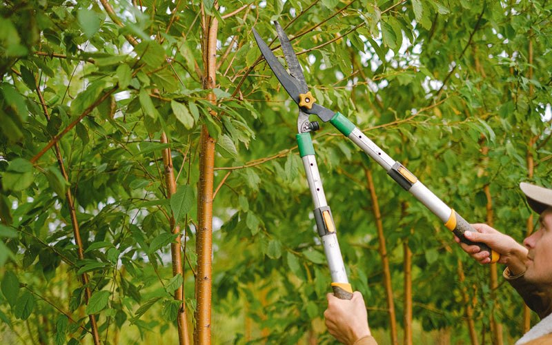 Tree trimming in Dannemora, NY